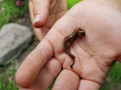 Bipalium pennsylvanicum