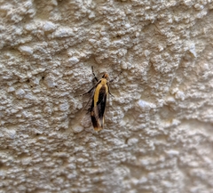 Harpella forficella