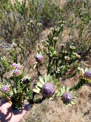 Leucadendron stellare