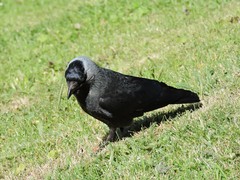 Corvus monedula