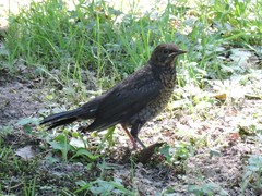 Turdus merula