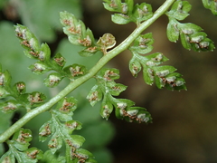 Asplenium incisum