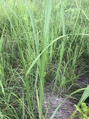Sporobolus michauxianus