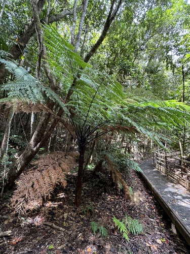 Dicksonia thyrsopteroides observed 2024-10-17