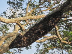 Apis dorsata breviligula