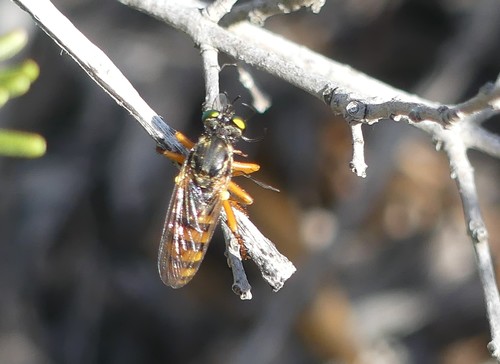 Saropogon comosus
