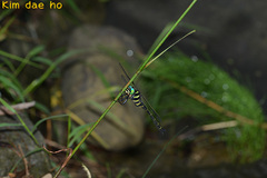 Anotogaster sieboldii