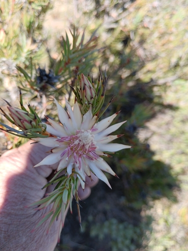 Daggerleaf Sugarbush (Protea mucronifolia)