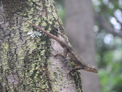 Sceloporus grammicus