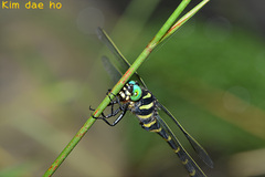 Anotogaster sieboldii