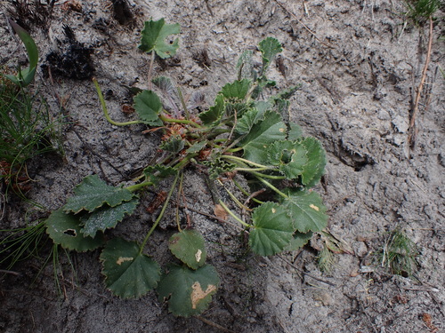 Image of Pelargonium elegans by (c) Eugene Hahndiek, some rights reserved (CC BY-SA)