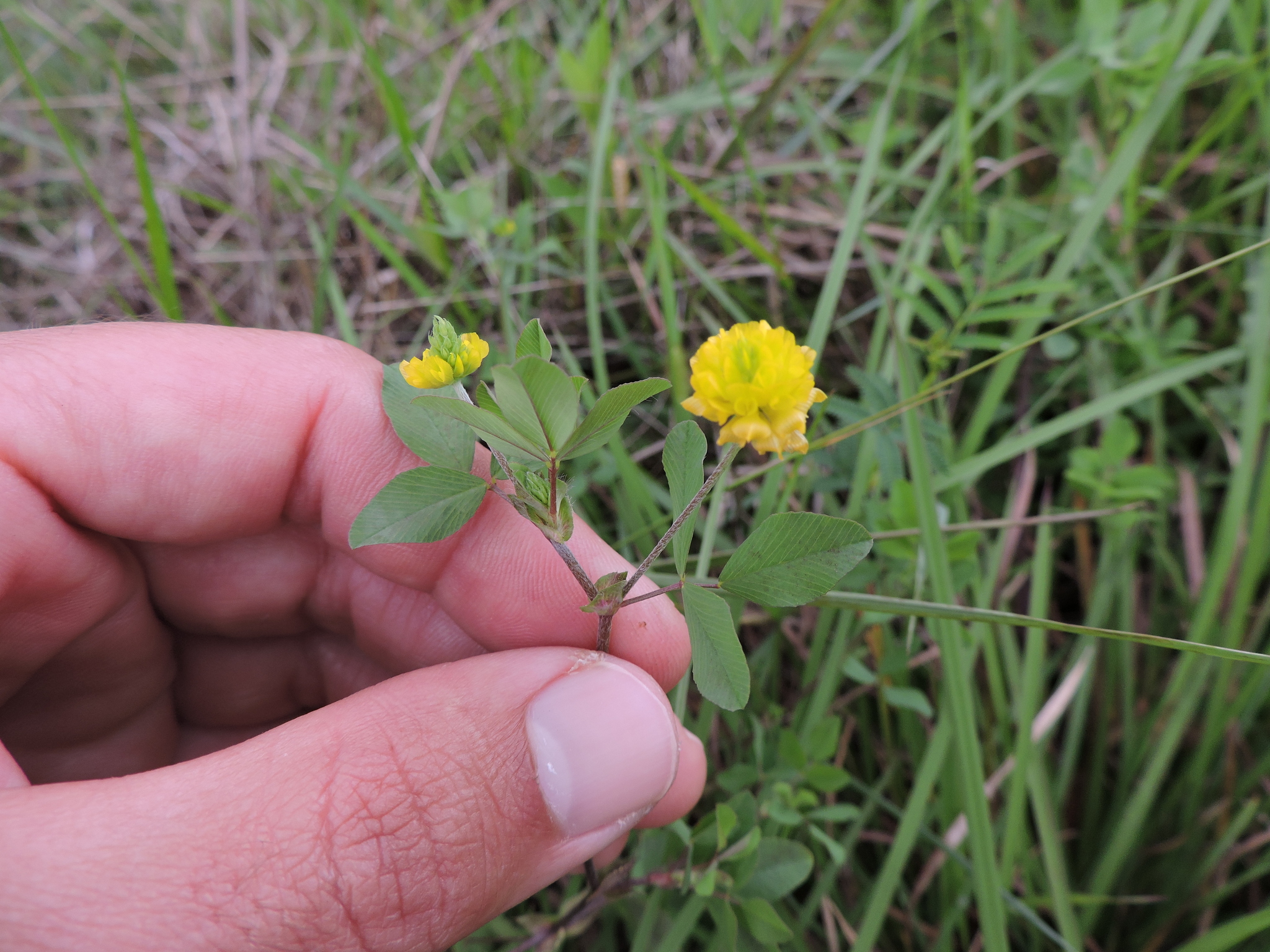 Trifolium campestre
