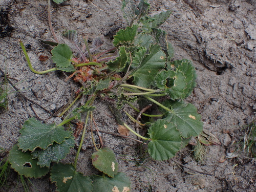 Image of Pelargonium elegans by (c) Eugene Hahndiek, some rights reserved (CC BY-SA)