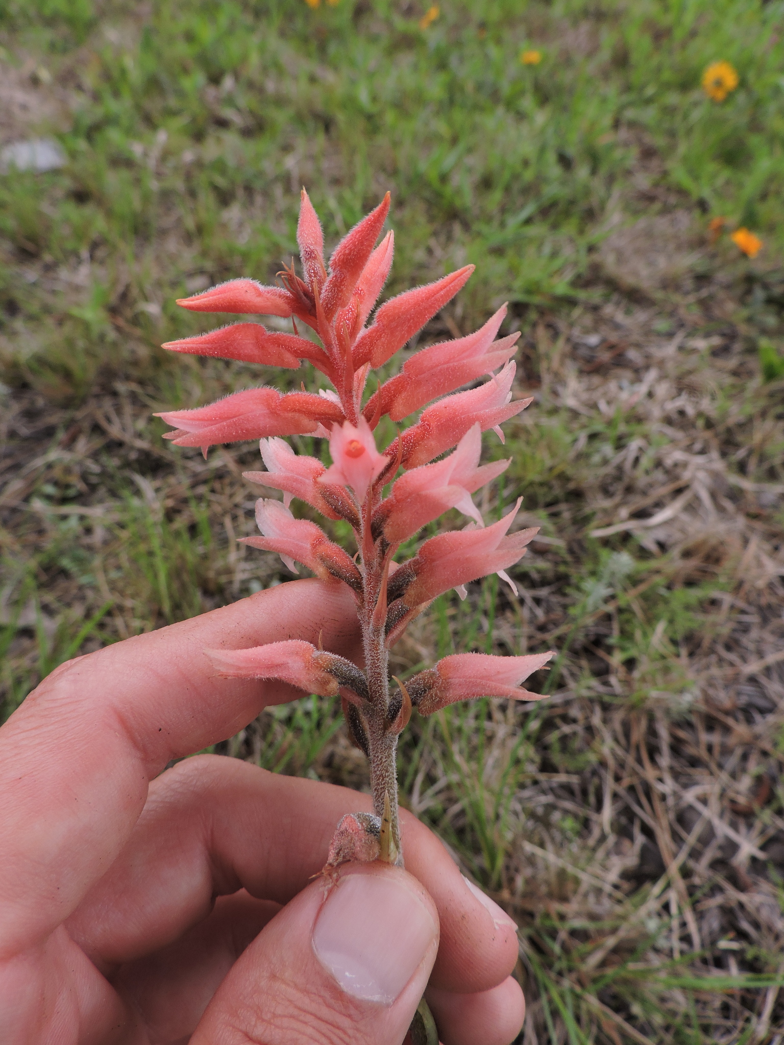 Sacoila lanceolata