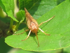 Limnephilus rhombicus