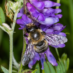 Megachile gemula