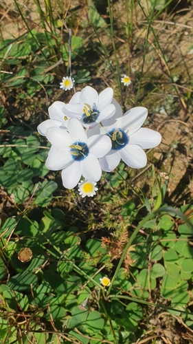 Image of Ixia versicolor by (c) Corli du Toit Smith, some rights reserved (CC BY)