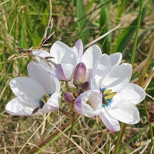 Flats Kalossie (Ixia versicolor)