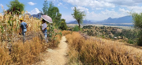 Lindenleaf Sage