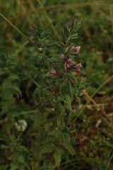 Odontites vernus