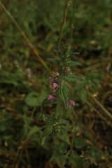 Odontites vernus