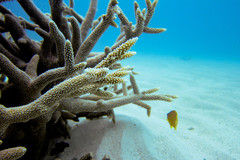 Acropora robusta