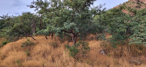 Lindenleaf Sage