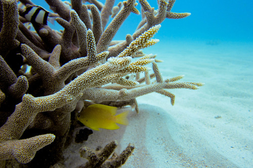 Acropora robusta