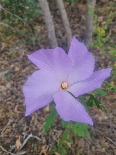 Hibiscus huegelii