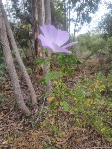 Hibiscus huegelii