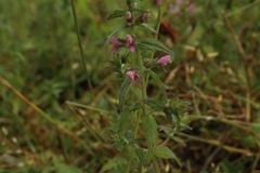 Odontites vernus