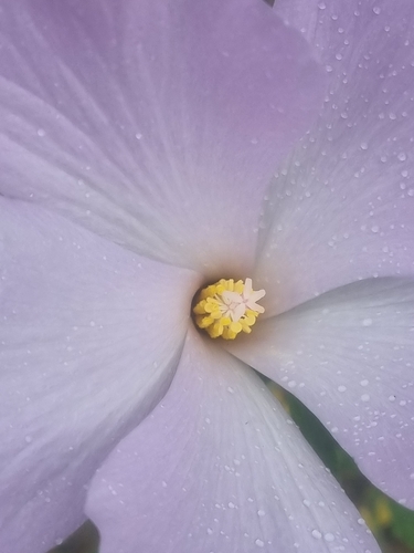 Hibiscus huegelii