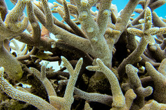 Acropora robusta