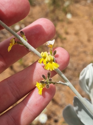 Image of Goodenia reinwardtii by (c) Malcolm Simard, some rights reserved (CC BY)