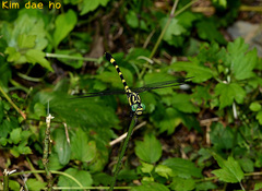 Lamelligomphus ringens