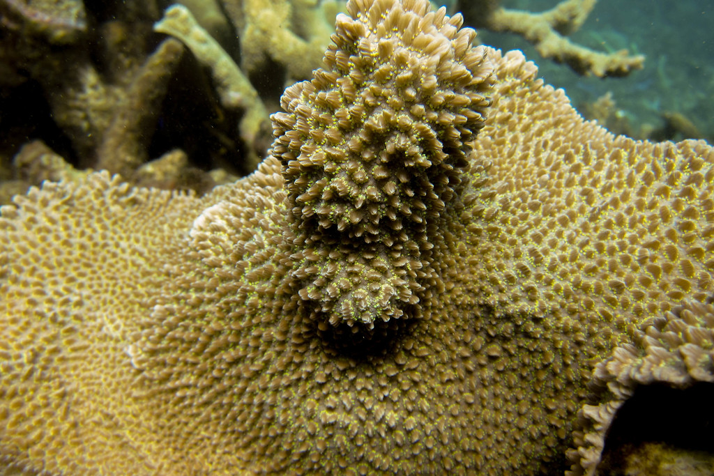 spine coral