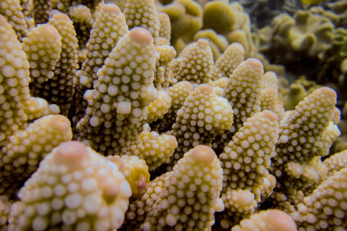 Acropora gemmifera