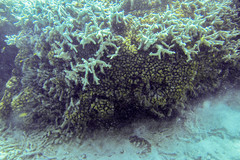 Caulastraea furcata