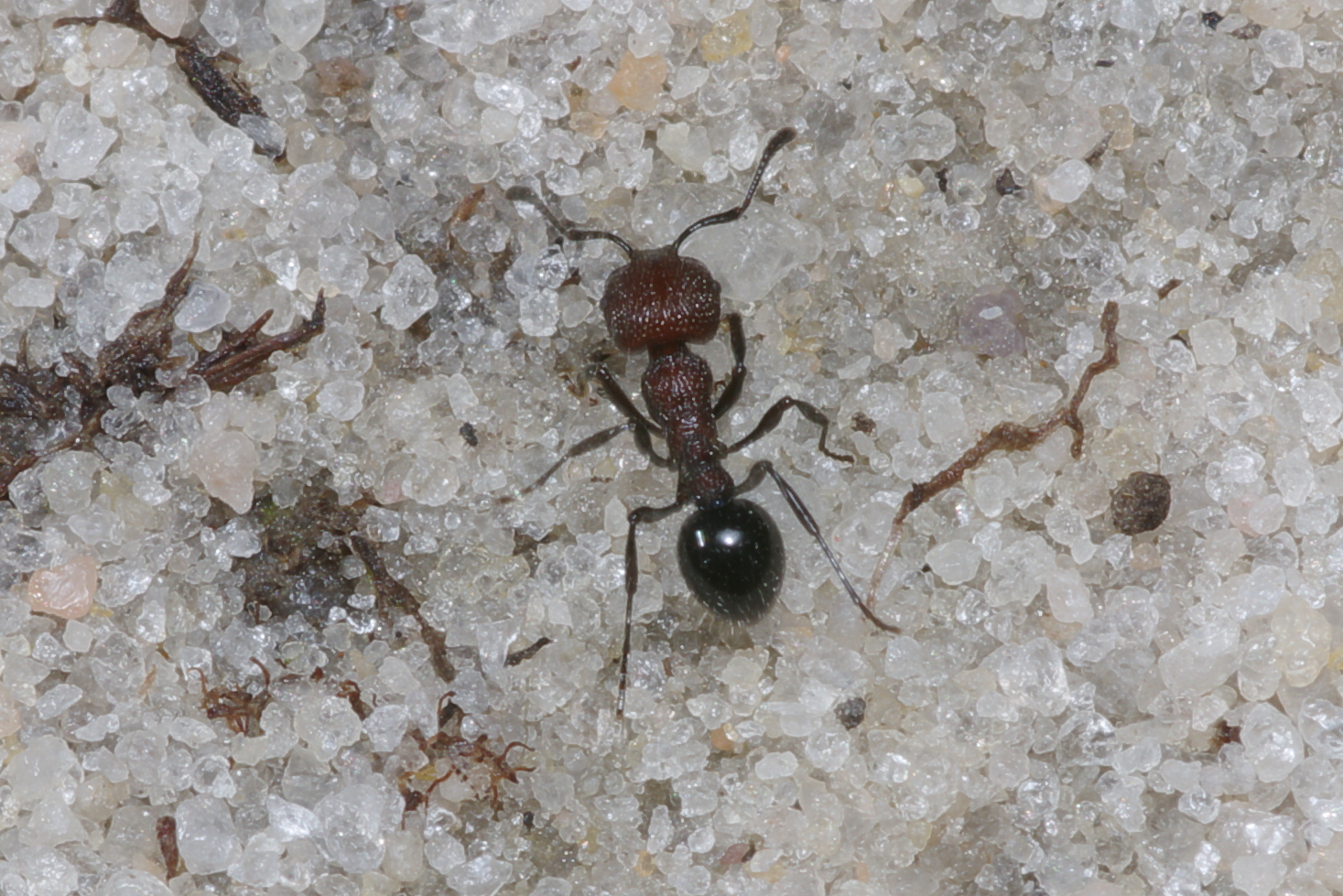 Austromorium