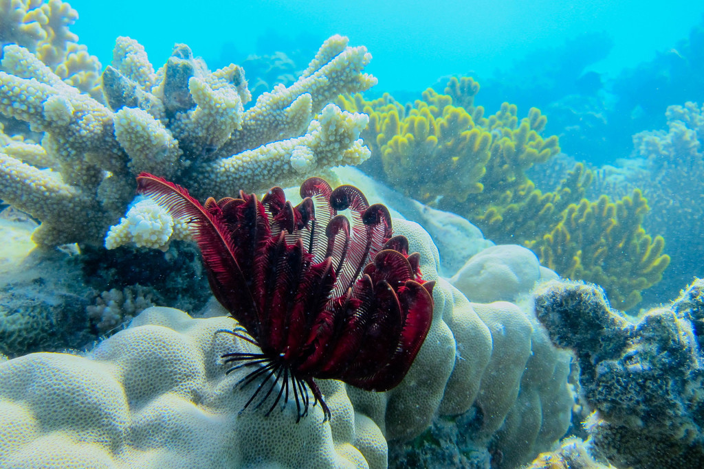 Beautiful Feather Star