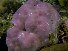 Porites lobata