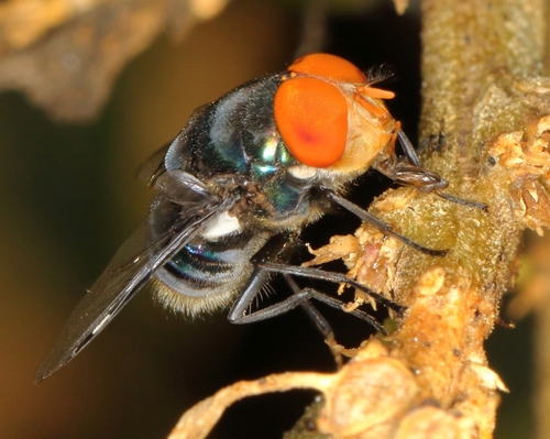Regal Blowfly photo 3