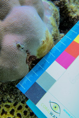Porites lobata