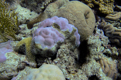 Porites lobata
