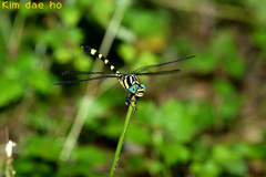 Lamelligomphus ringens