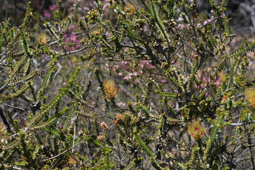 Image of Melaleuca aestiva by (c) Benjamin Anderson, some rights reserved (CC BY)
