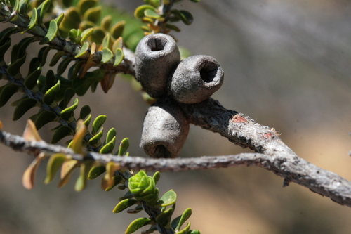 Image of Melaleuca aestiva by (c) Benjamin Anderson, some rights reserved (CC BY)