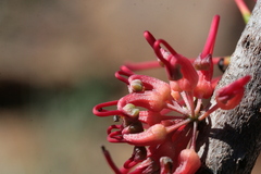 Hakea orthorrhyncha, photograph (c) Benjamin Anderson, some rights reserved (CC BY)