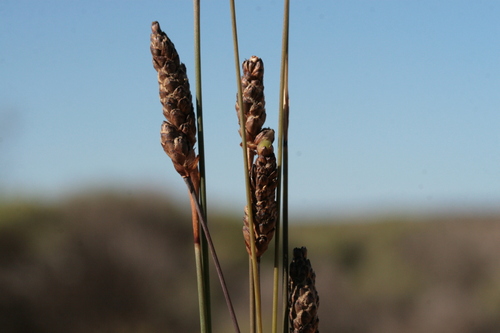 sedge-rush (Ecdeiocolea monostachya)