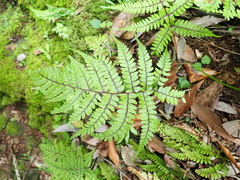 Athyrium otophorum